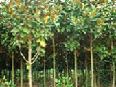 Magnolia