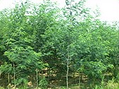Zhongshan Bai